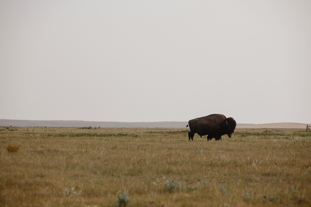 Изображение Одинокий бизон из стада племен Форт-Пек. Эндрю Маккин 