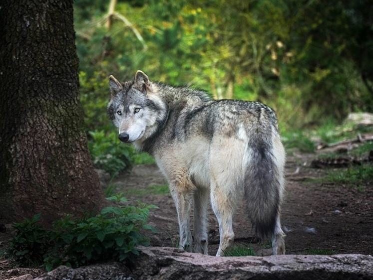 Все собаки съедены: в Карелии волки продолжают кошмарить население
