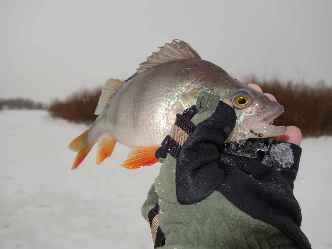 Изображение Фото: Линника Николая. 
