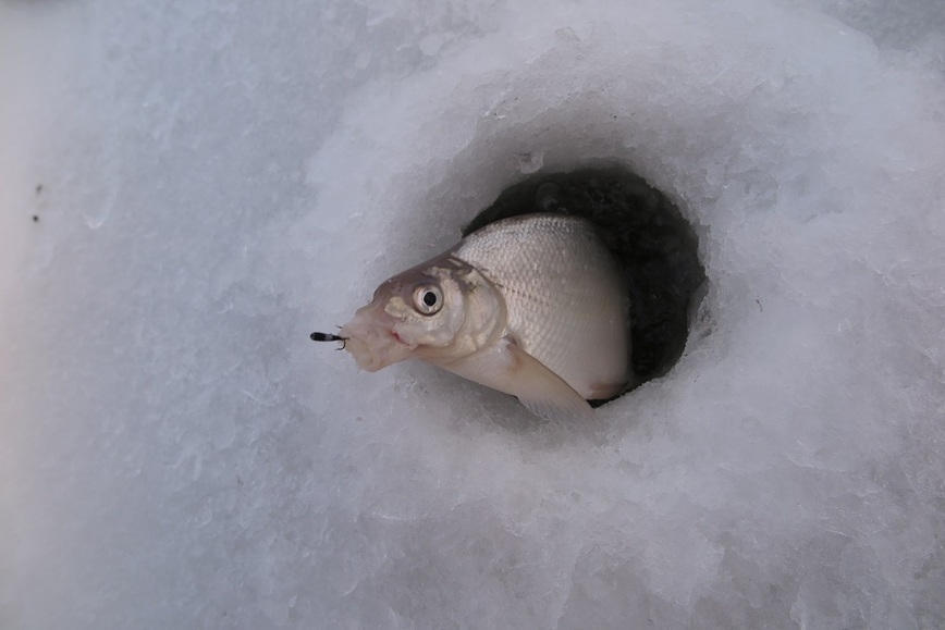 Изображение А вот и подлещик! Фото: Коломийца Алексея.