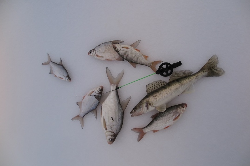 Изображение Все из одной лунки. Фото: Коломийца Алексея.