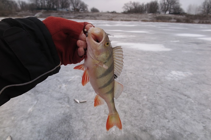 Изображение Заставил понервничать! Фото: Коломийца Алексея.