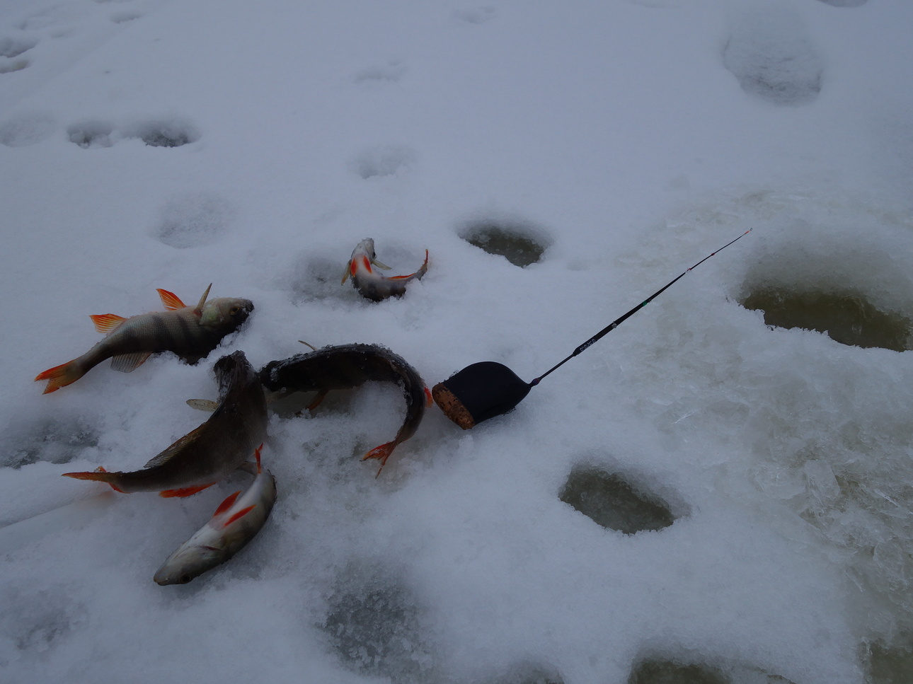 Изображение Фото: Линника Николая. 