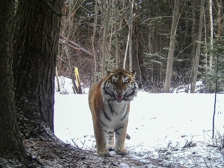 Изображение Они подобрели: амурские тигры стали нападать меньше