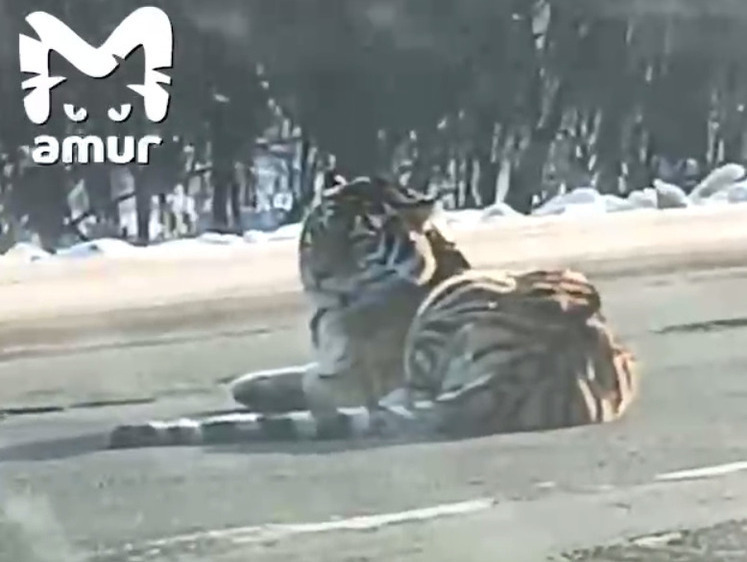 В Хабаровском крае разбирались с тигром — он пришел и лег на шоссе