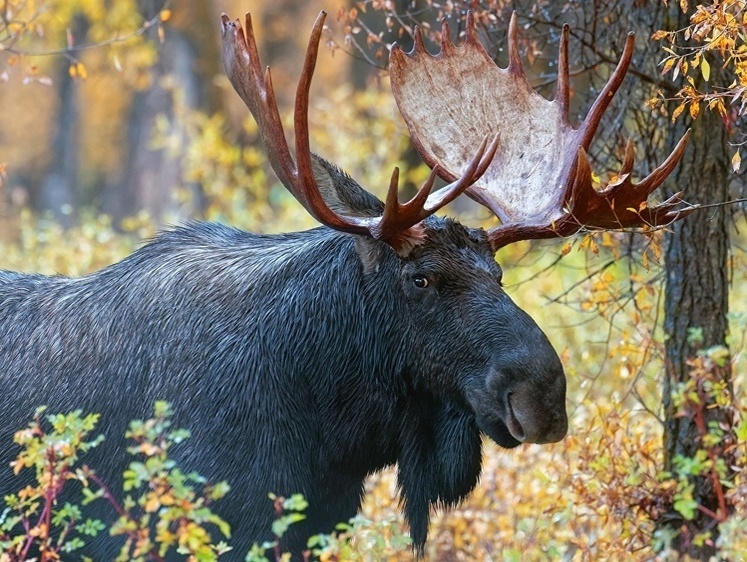 Изображение Двойная осечка и лосиный взгляд. История одной охоты