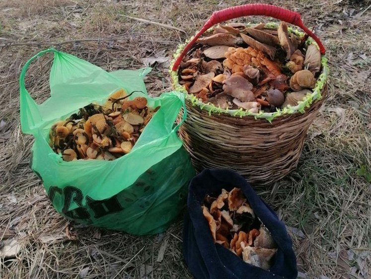 Изображение Под Воронежем граждане собирают в лесу опята и вешенки в январе