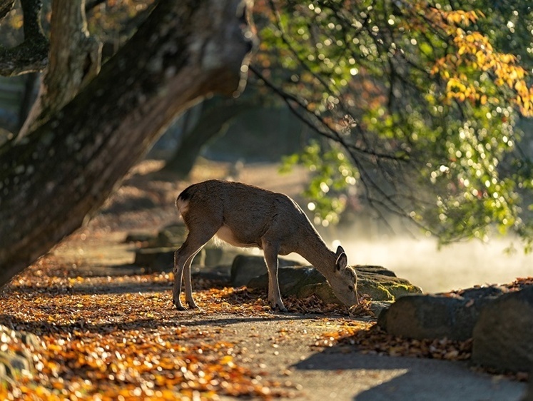 Изображение С Новым Годом: в Омске на улицах города лежат тела мертвых животных