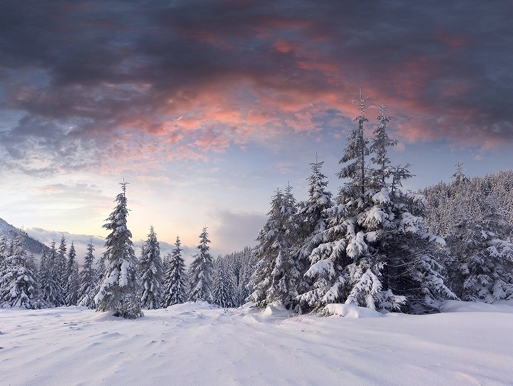 Изображение Под Новый год в лесах Тюменской области был застрелен охотник
