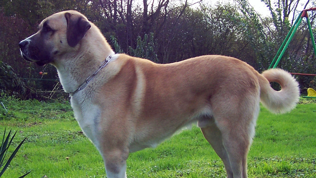 В Турции овчарки-кангалы охраняют и пасут стада кабанов