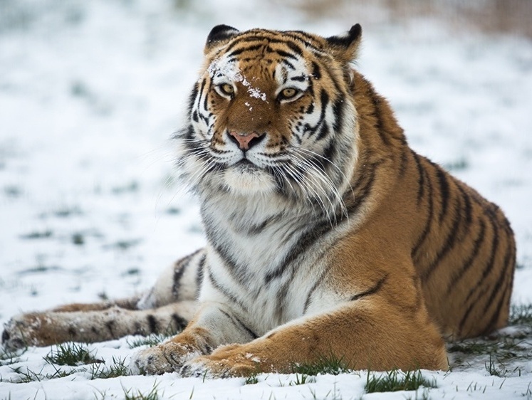 Изображение В Хабаровском крае умерла перегородившая трассу больная тигрица
