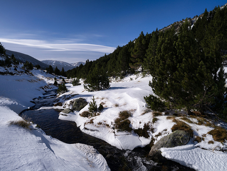 Изображение Браконьеры стреляли по косулям из машины с наклейками «Сафари»