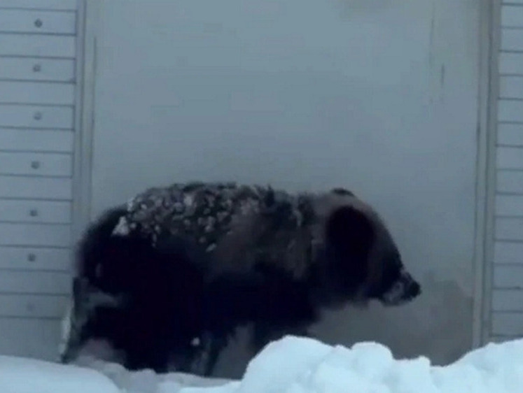 Изображение По поселкам Кемеровской области уже неделю бродит одинокий медвежонок