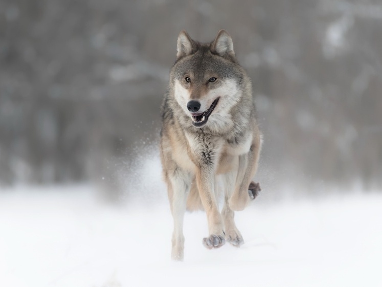 Изображение Кровь и кости: псковские волки пожирают собак уже вместе со щенками