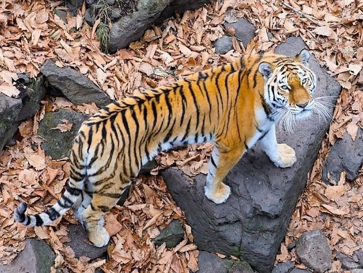 Изображение «Я на солнышке лежу..» — амурский тигр эффектно прилег перед камерой 