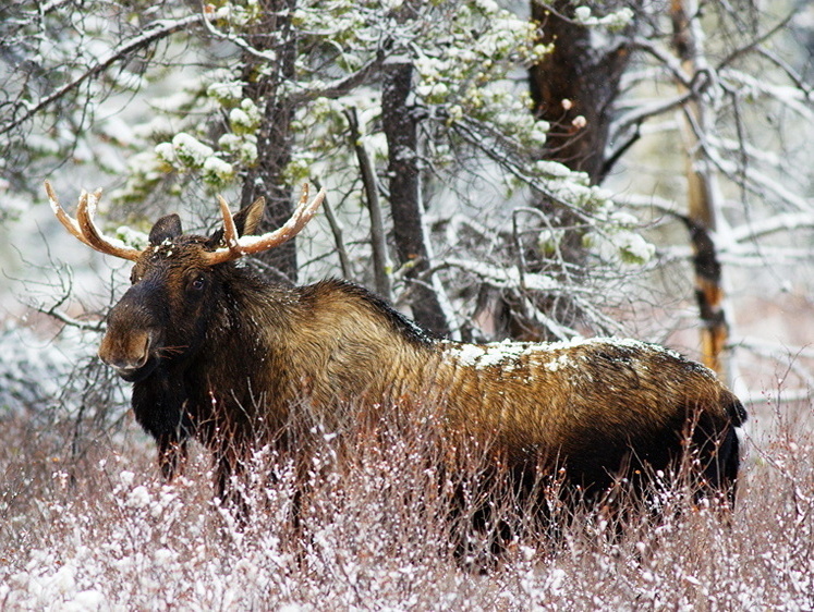 Изображение Когда лось может дать сдачи: в США сохатый ответил на обиду (видео)