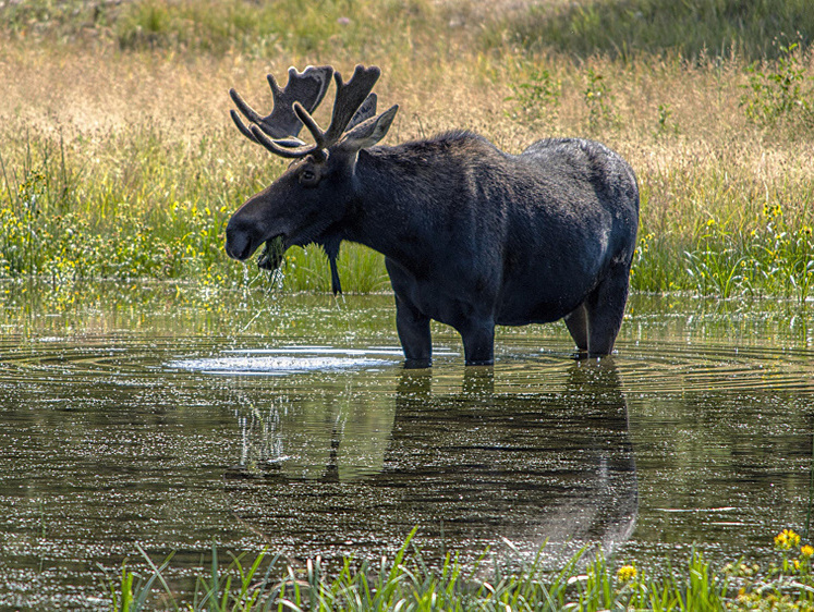 Изображение Лосиного воронежского браконьера полиция нашла в доме его родителей