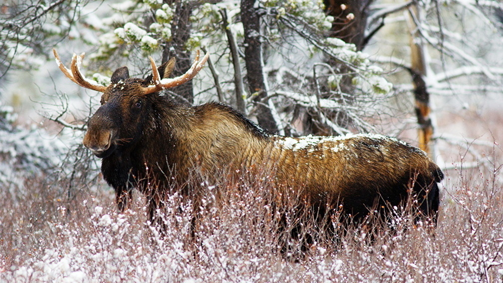 Когда лось может дать сдачи: сохатый ответил на обиду