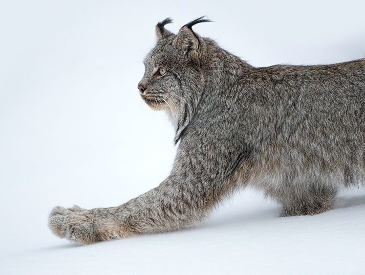 Изображение Шансов у рыжей нет: рысь намертво вцепилась в глотку лисе (видео)