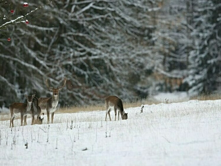 Изображение Четырех косуль добыли в Саратовской области браконьеры в праздники
