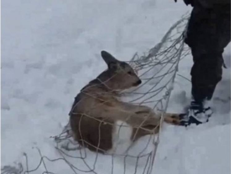 Изображение В Омске косуленок забрался в детский сад, где его отловили сетью
