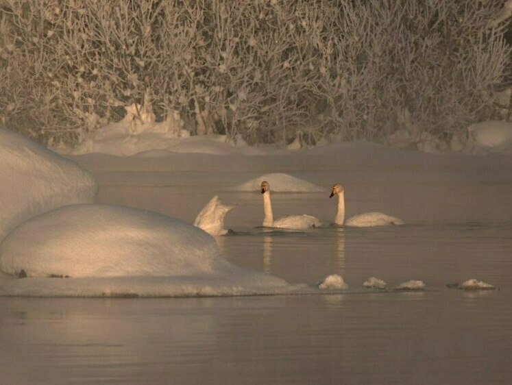 Изображение Остаёмся зимовать: лебеди-кликуны не первый год замечены на Вуоксе