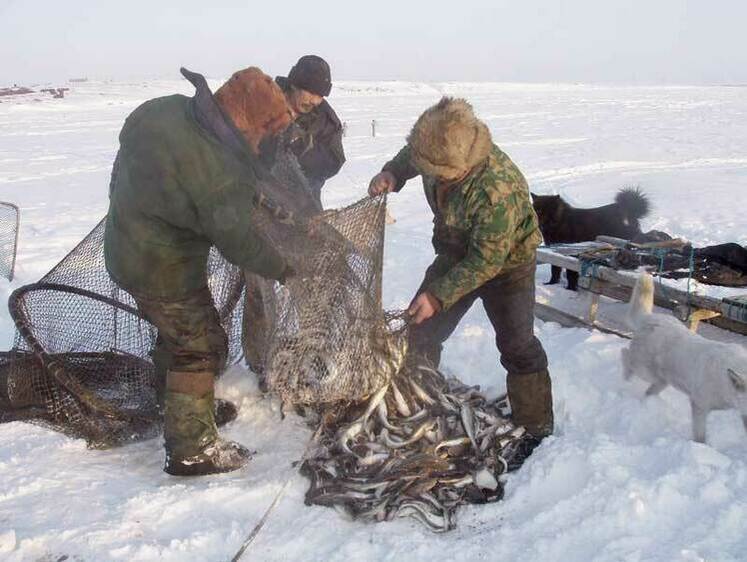 Изображение На Сахалине стартовала путина наваги