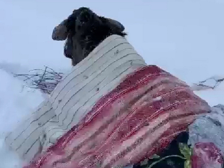 Изображение Лось в одеяле: под Тверью сохатый проломил тонкий лед на реке (фото)