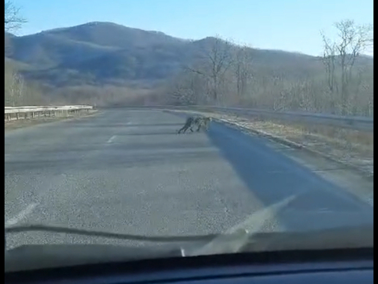 Изображение Попался: леопард перебежал дорогу перед автомобилем в Приморье