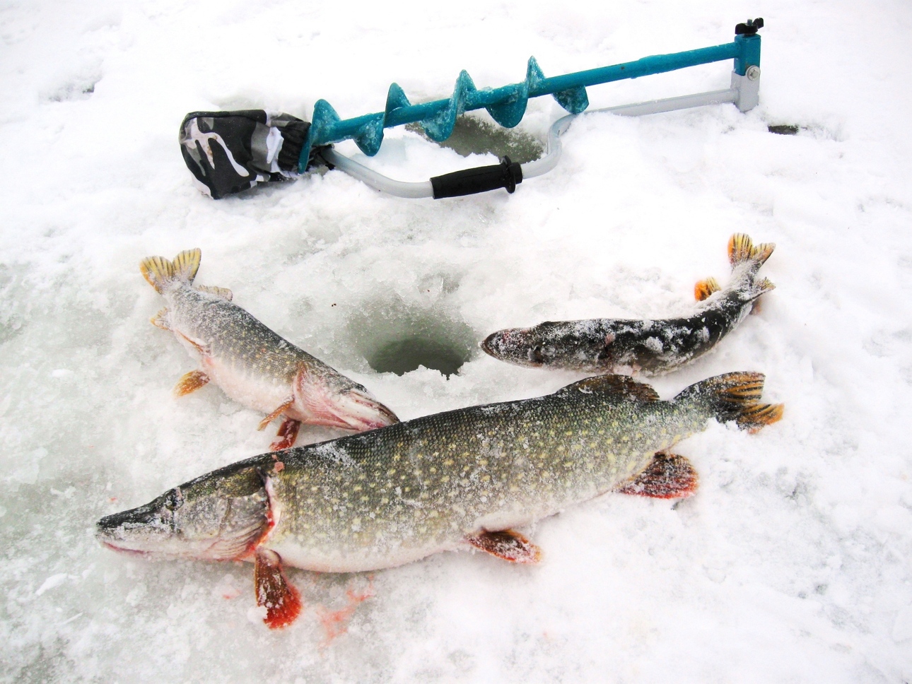 Изображение Фото: Токарева Александра. 