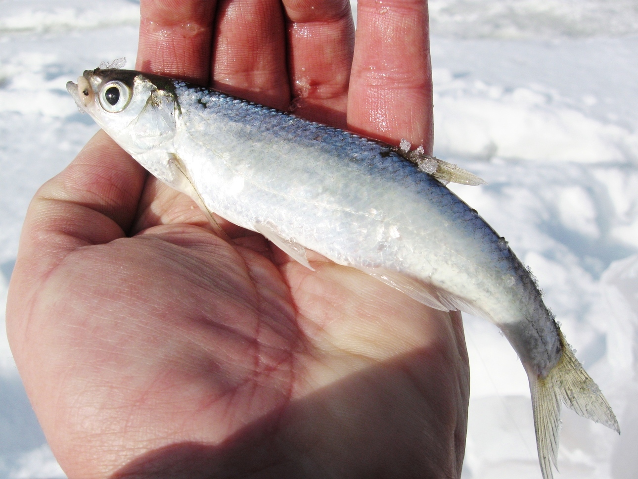 Изображение Фото: Токарева Александра. 