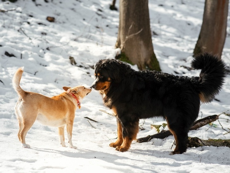 Изображение В подмосковной Лобне две собаки оказались в ловушке под плитами