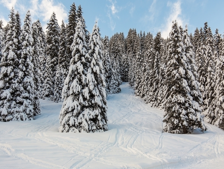 Изображение На Алтае алчные новогодние лесорубы ежегодно не жалеют сосен и пихт