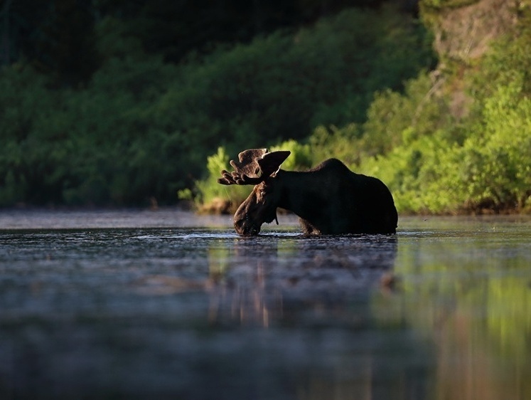 Изображение «Лосиный остров» в Москве вырубят под автотрассу и застройку жильем