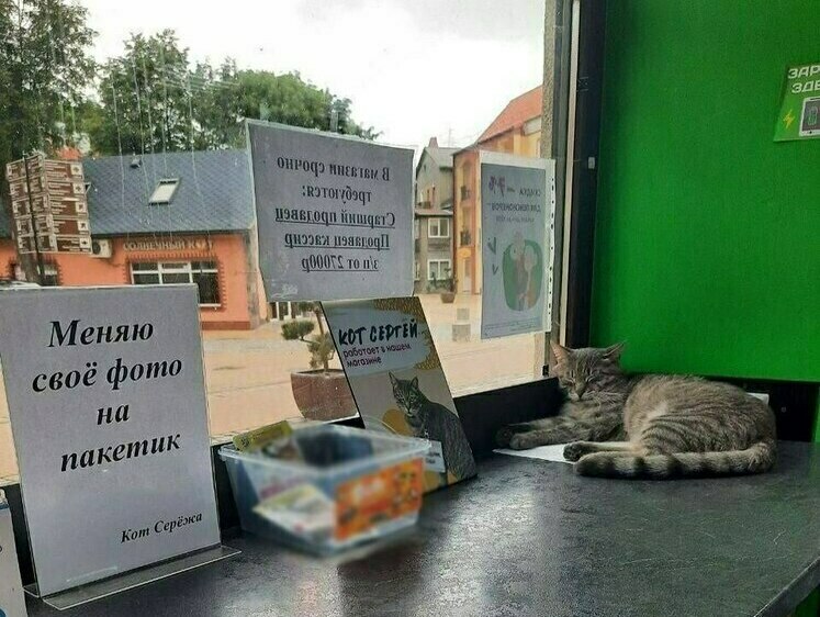 Изображение Жители Зеленоградска заступились за кота Сергея