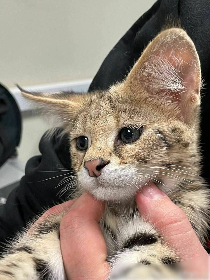 Изображение Фото: тг-канал «Москвач» 