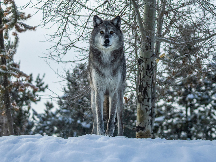 Изображение Зимний охотник на волков ездит на промысел в одних трусах (видео)