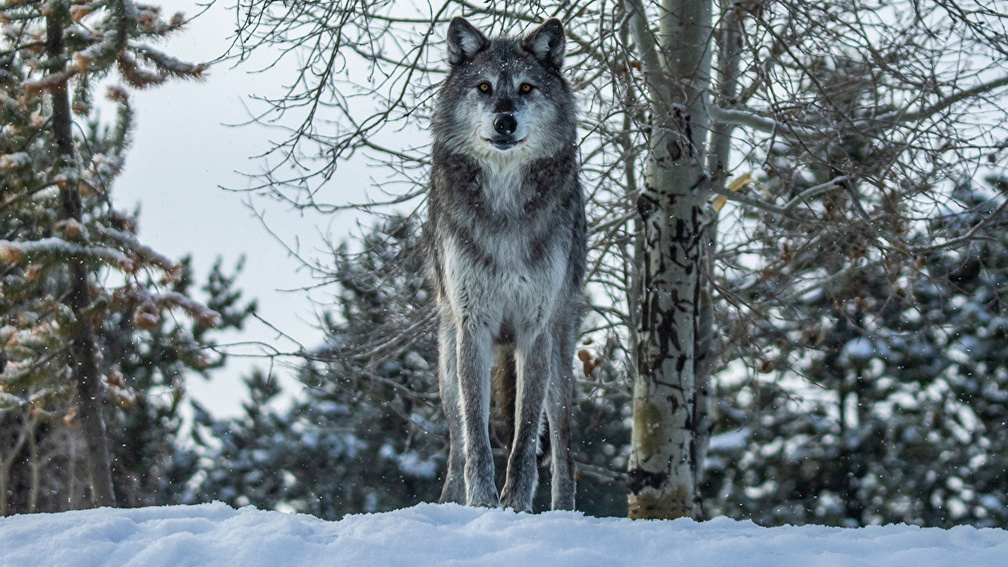 Зимний охотник на волков ездит в лес в одних трусах