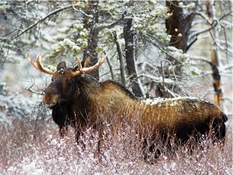 Изображение Лося не бросим: тушу достали из полыньи два смельчака (видео)