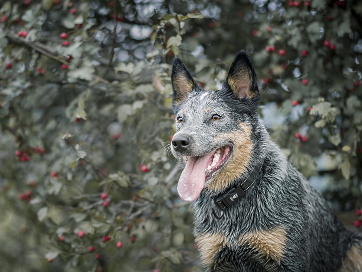 Изображение Пятая жертва: под Воронежем стая бродячих собак убивает косуль