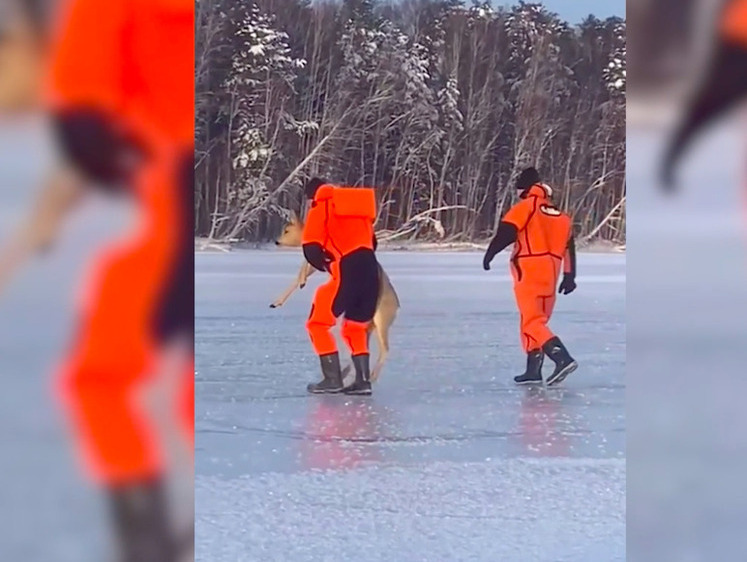 Свердловские спасатели достали косулю из-подо льда (видео)