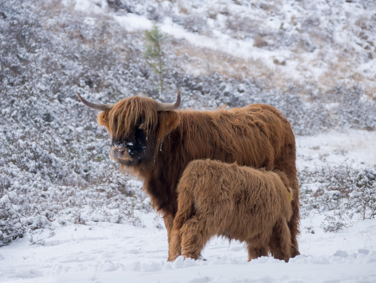 Изображение Яки размножились в лесах Ленобласти