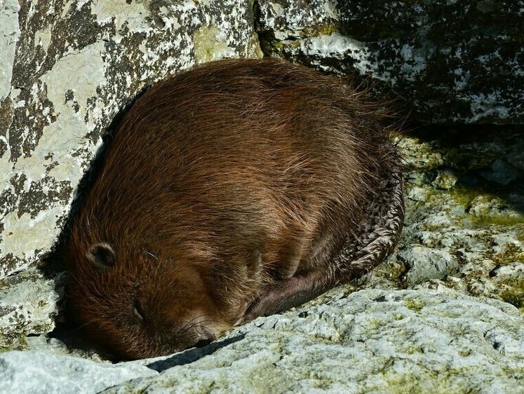 Изображение Под Кировом охота на бобра с капканом влетела охотнику в копеечку