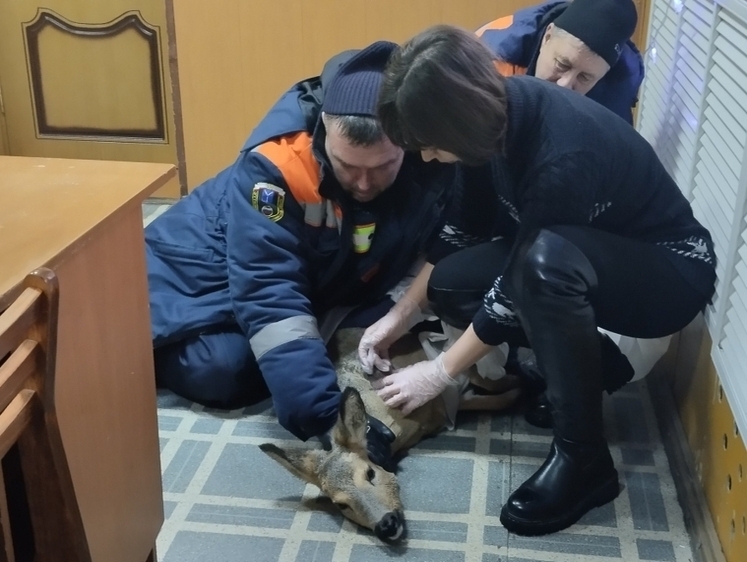 В Саратовской области раненая косуля застряла в заборе
