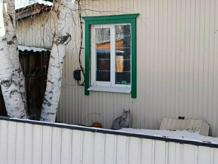 Изображение Отловленного в Забайкалье рысенка передадут в зоопарк