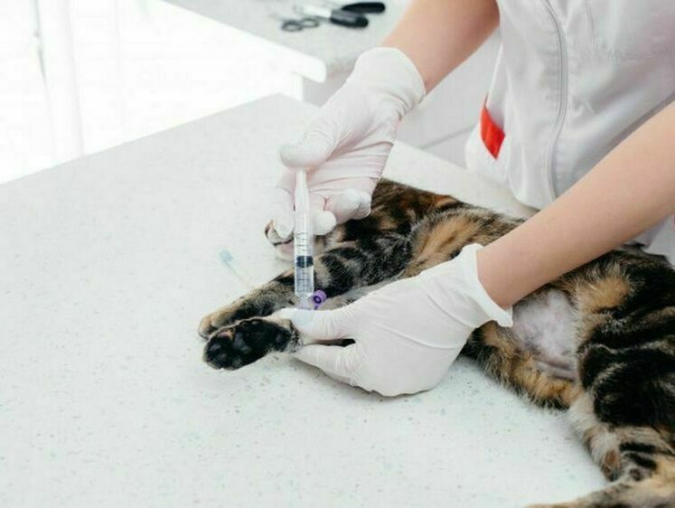 В Красноярске зафиксирована вспышка бешенства из-за кошки