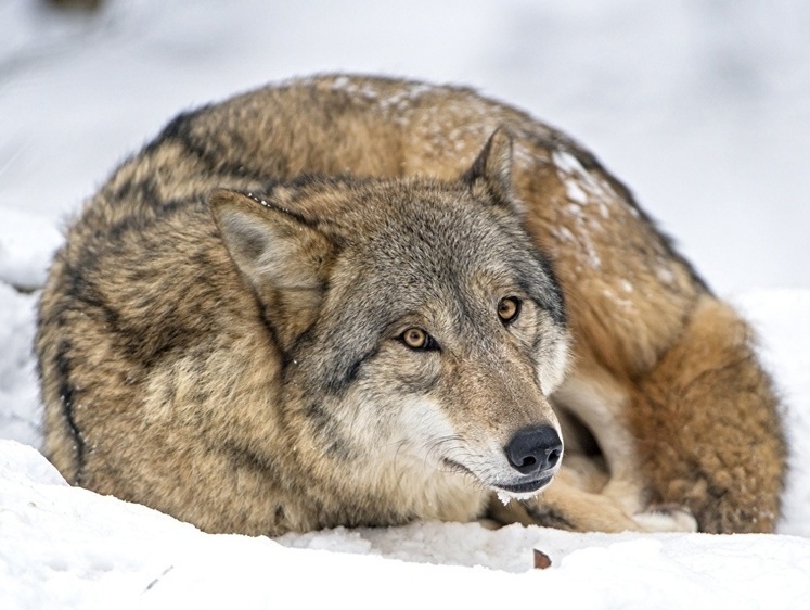 Изображение Срочно требуются охотники: волки и шакалы добрались до Волгограда