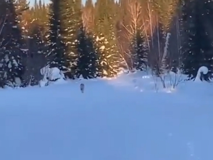 Изображение На горнолыжном курорте в Кемеровской области заметили волка