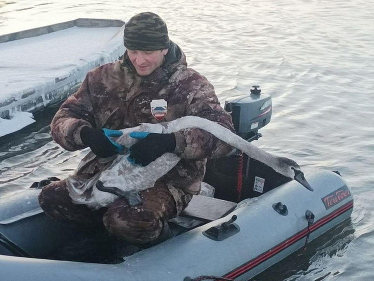 Изображение В Курской области из рыболовных снастей спасали красавца лебедя
