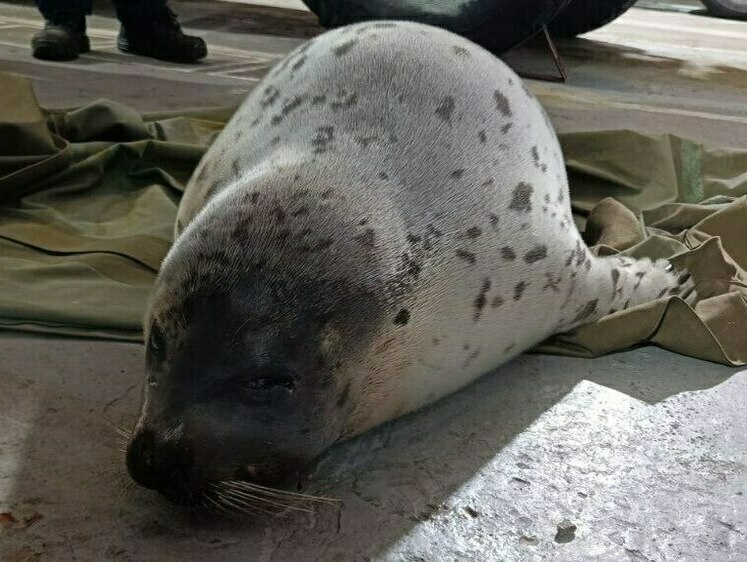 В Кандалакше помогли добраться до моря гренландскому тюленю